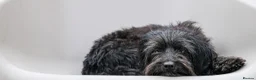 Mixed Breed dogs for adoption: Heavenly Heidi - Advert 7