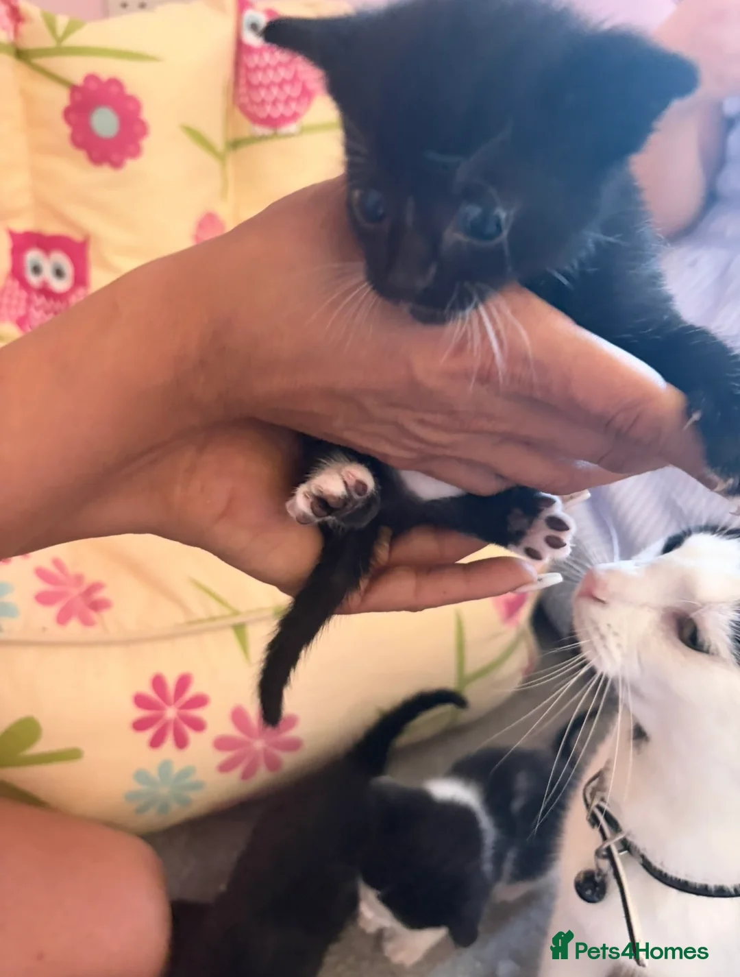 Mixed Breed cats for sale: Kitten for sale ready to go  - Advert 2