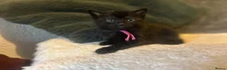 British Shorthair cats for sale: Kittens for sale in Callington - Advert 10