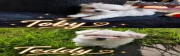 Maltese dogs for sale: Looking for Loved Homes 2 Boys Maltese  - Advert 13