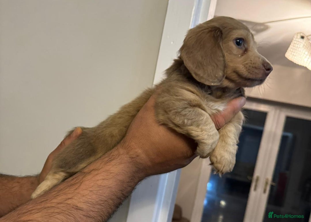 Miniature Dachshund dogs for sale: Last remaining  long  haired  girl  reduced - Advert 4