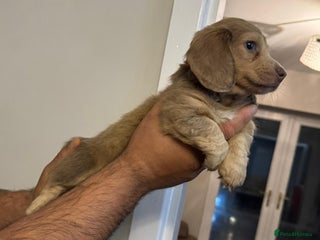 Miniature Dachshund dogs Long haired mini dachshunds top quality - Advert 6