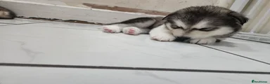 Siberian Husky 4