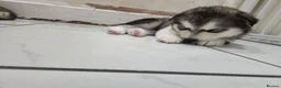 Siberian Husky dogs for sale: ​🐾STUNNING Siberian Husky Puppies💎Blue eyes🐾🐾 - Advert 10