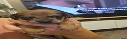 Mixed Breed dogs for sale: Stunning JR / Dachshund Pups - Advert 10