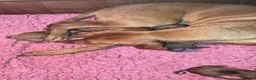 Hungarian Vizsla dogs for sale: Smooth coated Hungarian Vizsla  - Advert 3