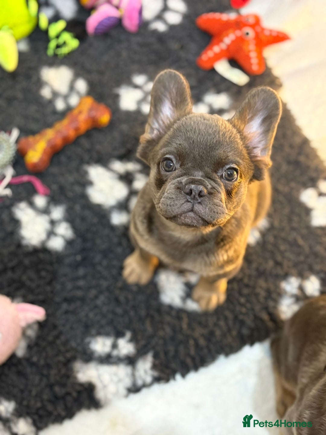 French Bulldog dogs for sale: Beautiful frenchie pups - Advert 1