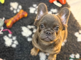 French Bulldog dogs Beautiful frenchie pups - Advert 1