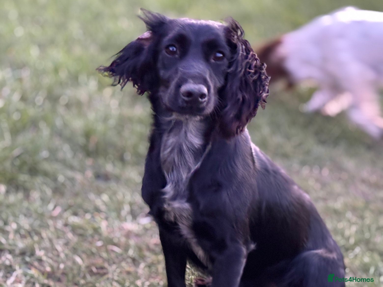 Cocker Spaniel dogs Purebred cocker spaniel  - Advert 1