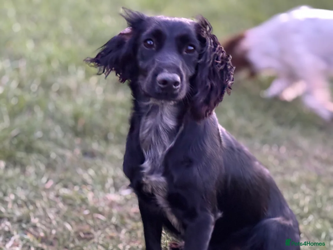 Cocker Spaniel dogs for sale: Purebred cocker spaniel  - Advert 1