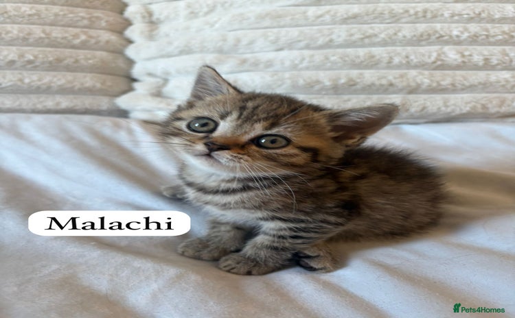 British Shorthair cats - Advert 1