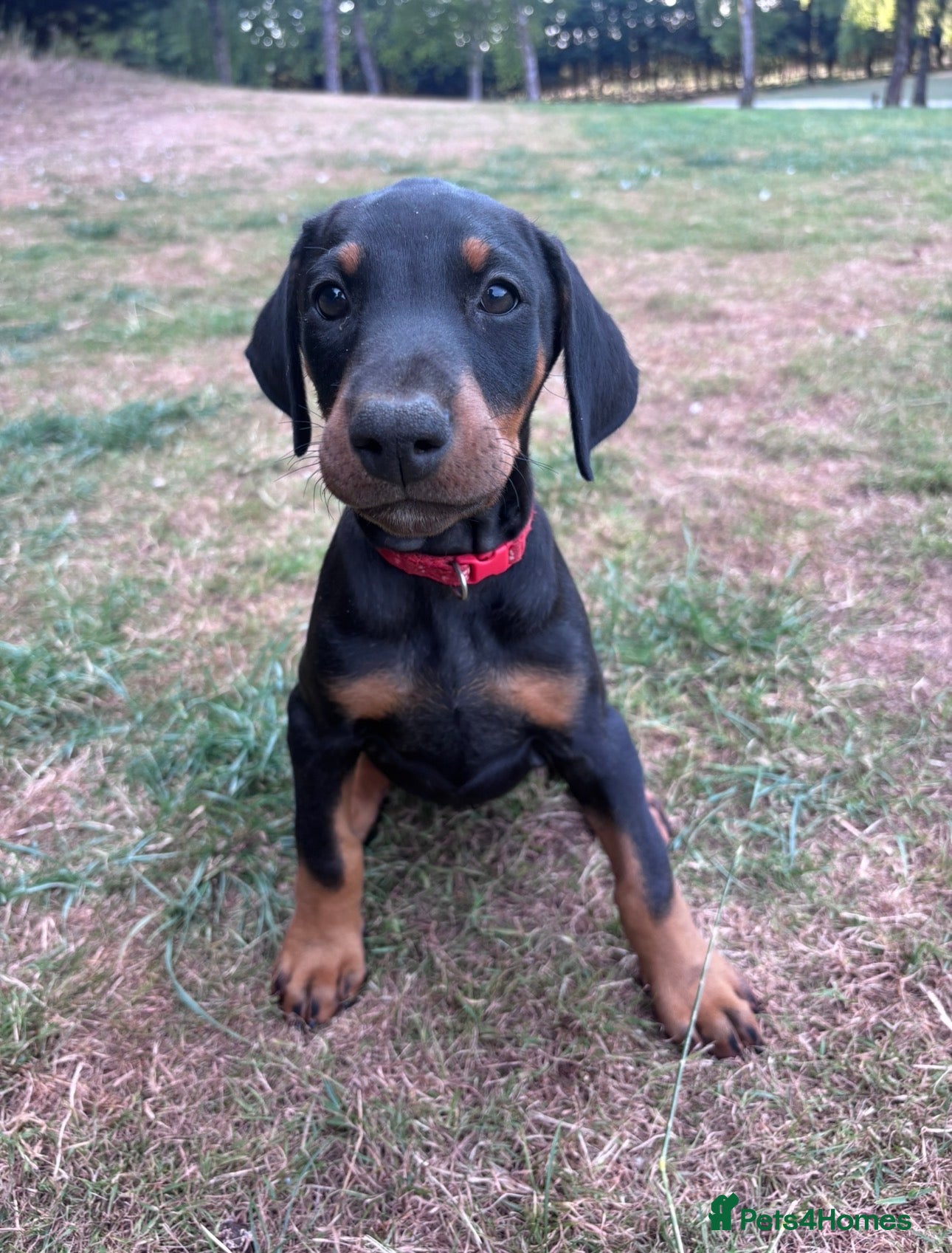Dobermann dogs *READY NOW* KC registered Dobermann puppies  - Advert 1