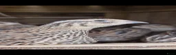 Quail poultry for sale: 🐣 Live Coturnix Jumbo Quail for Sale 🐣 - Advert 10