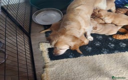 Golden Retriever dogs for sale: STUNNING Golden Retriever pups (1 BOY LEFT)  - Image 5