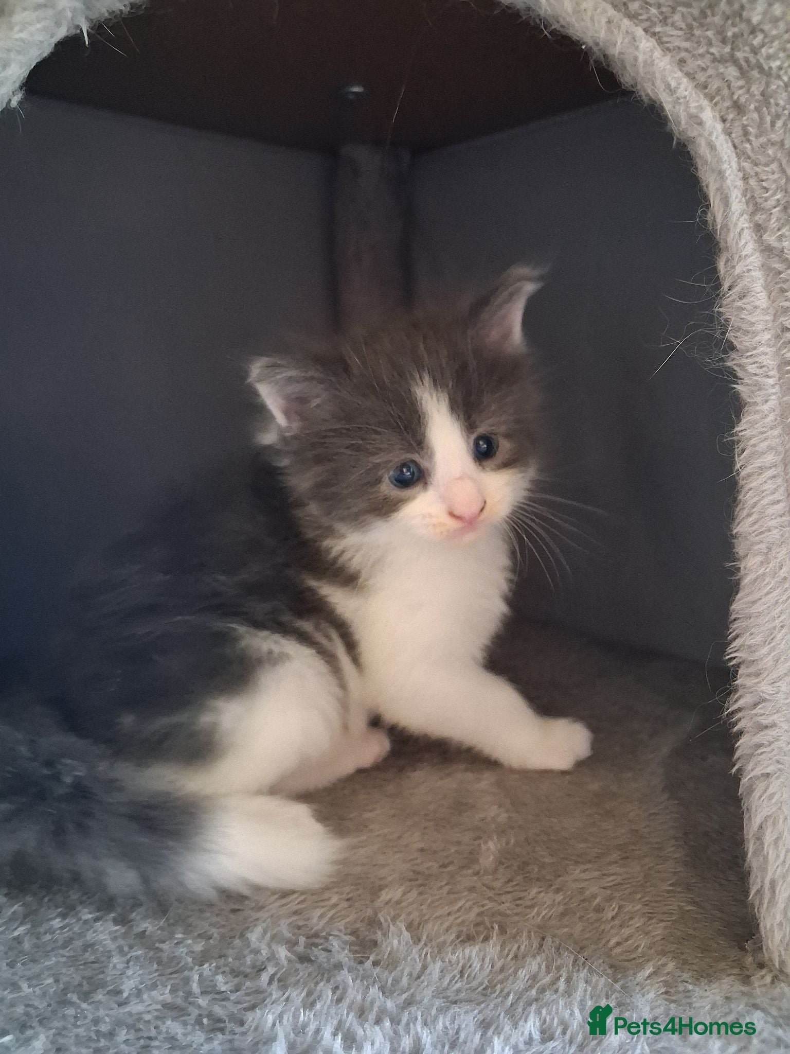 Maine Coon cats 🐾 **REDUCED Last Beautiful female left* 🐾 - Advert 3