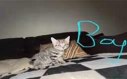 Maine Coon cats for sale: 6 Maine Coon cross* Kittens  - Image 7