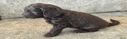 Cockapoo dogs for sale: MERL & CHOCOLATE F1COCKERPOOS HEALTH TESTED PARENT - Advert 8