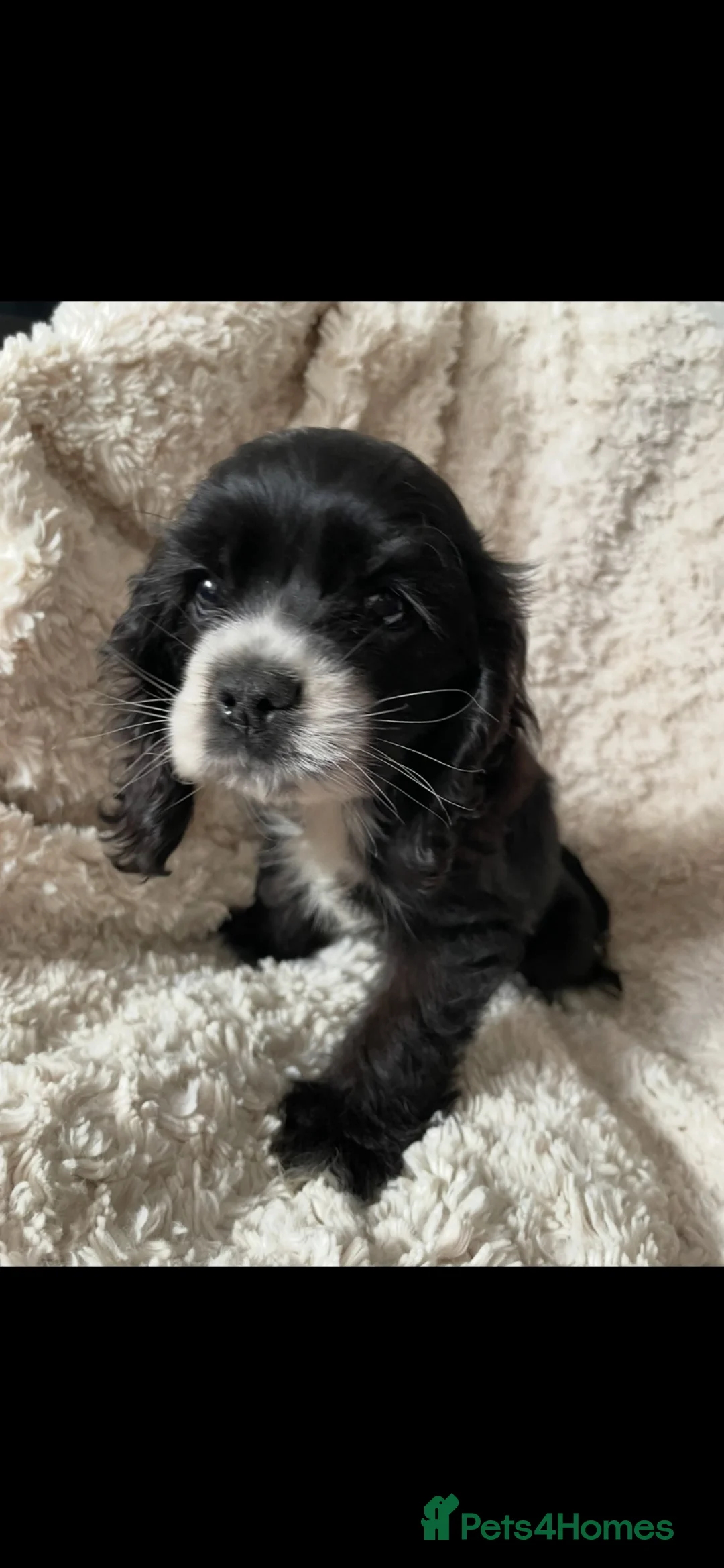 Cocker Spaniel dogs for sale: Cocker spaniel puppies  - Advert 2