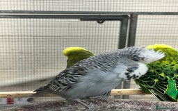 Budgerigars birds for sale: Budgies - Advert 5