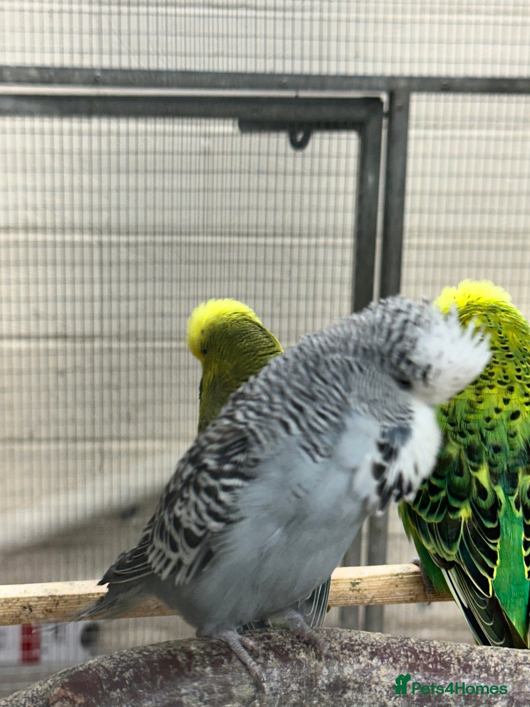 Budgerigars birds for sale: Budgies - Advert 5