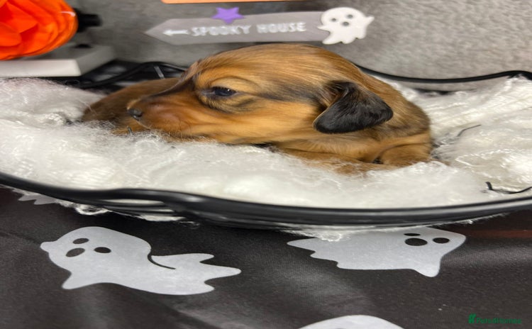 Miniature Dachshund dogs in Portsmouth - Advert 13
