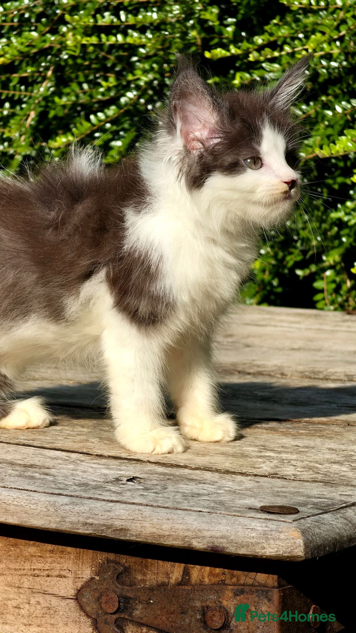 Maine Coon cats Stunning Mainecoons  - Advert 2