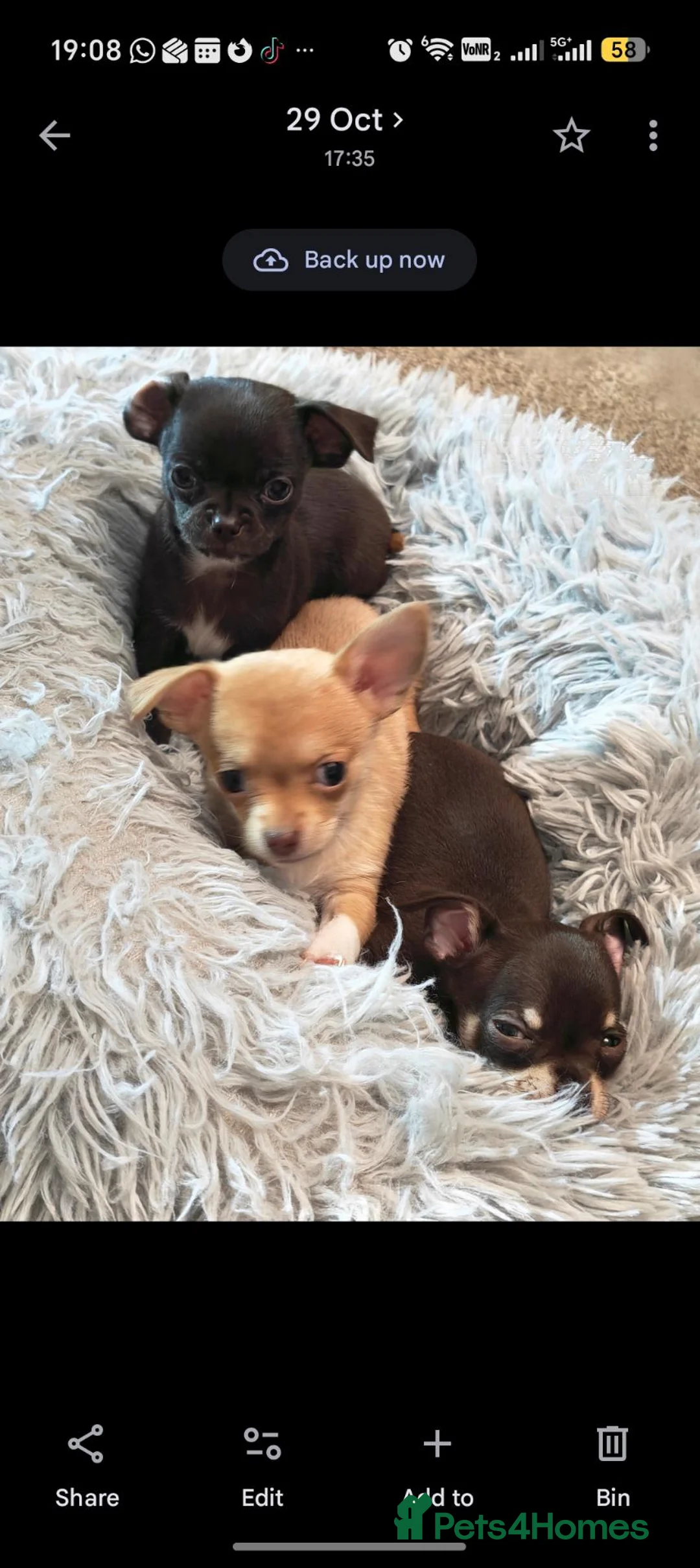Chihuahua dogs for sale: Beautiful Chihuahua Puppies – Ready 20 November in Kenilworth - Advert 2