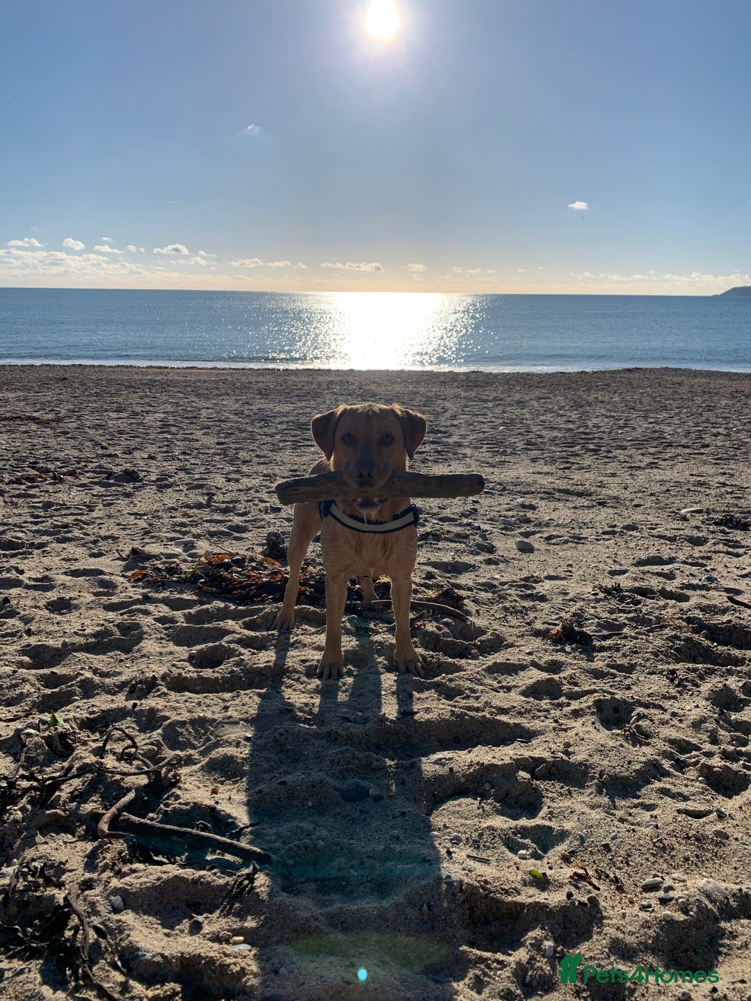 Labrador Retriever dogs for sale: My Boy Lenny - Labrador  - Image 11