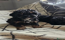 Shihpoo dogs for sale: Lovely small  shipoo - Image 4