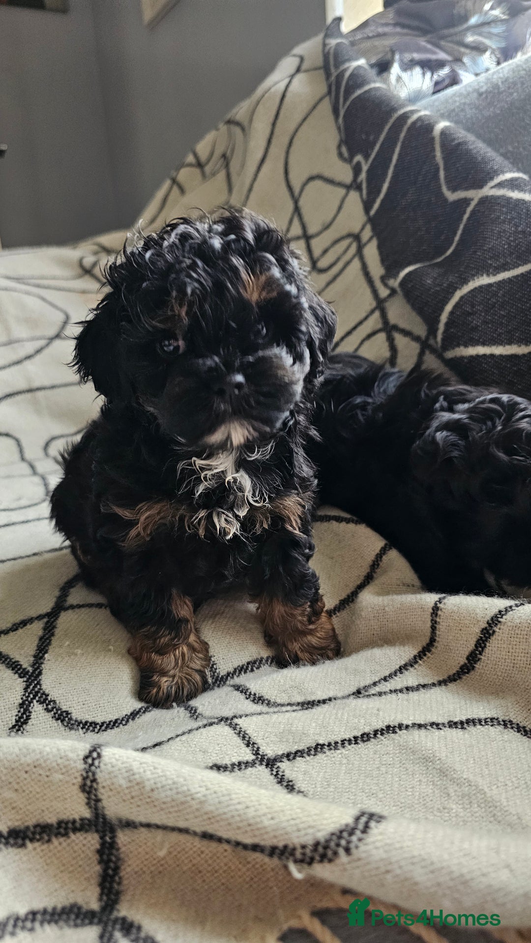Shihpoo dogs for sale: Lovely small  shipoo - Image 4