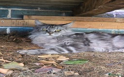 Maine Coon cats for sale:  GCCF Champion Title Maine Coon - Image 7