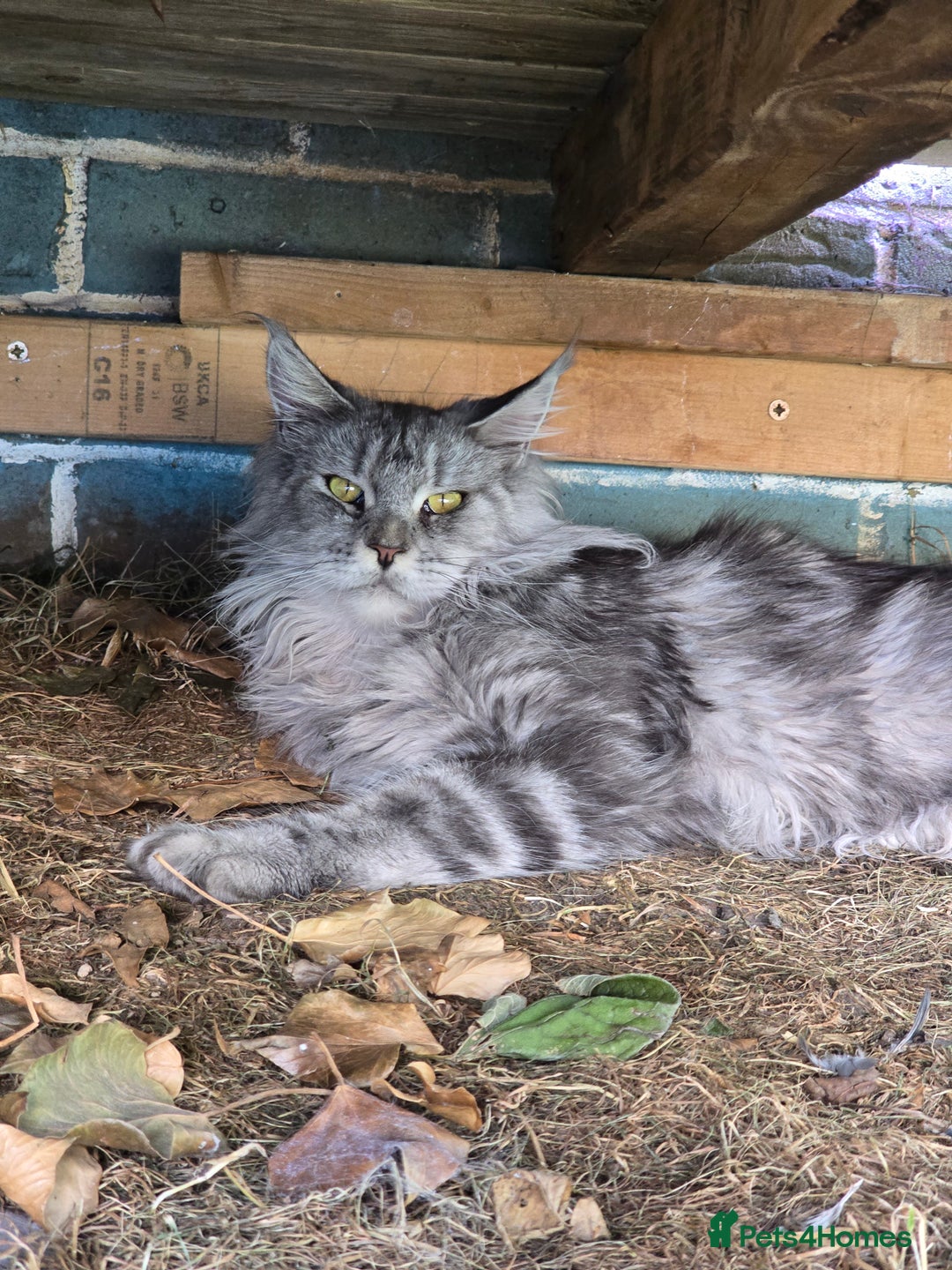 Maine Coon cats for sale:  GCCF Champion Title Maine Coon - Image 7