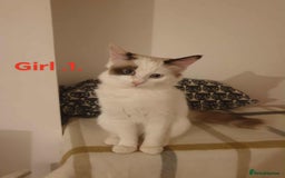 Ragdoll cats for sale: Ragdoll kittens  - Image 4