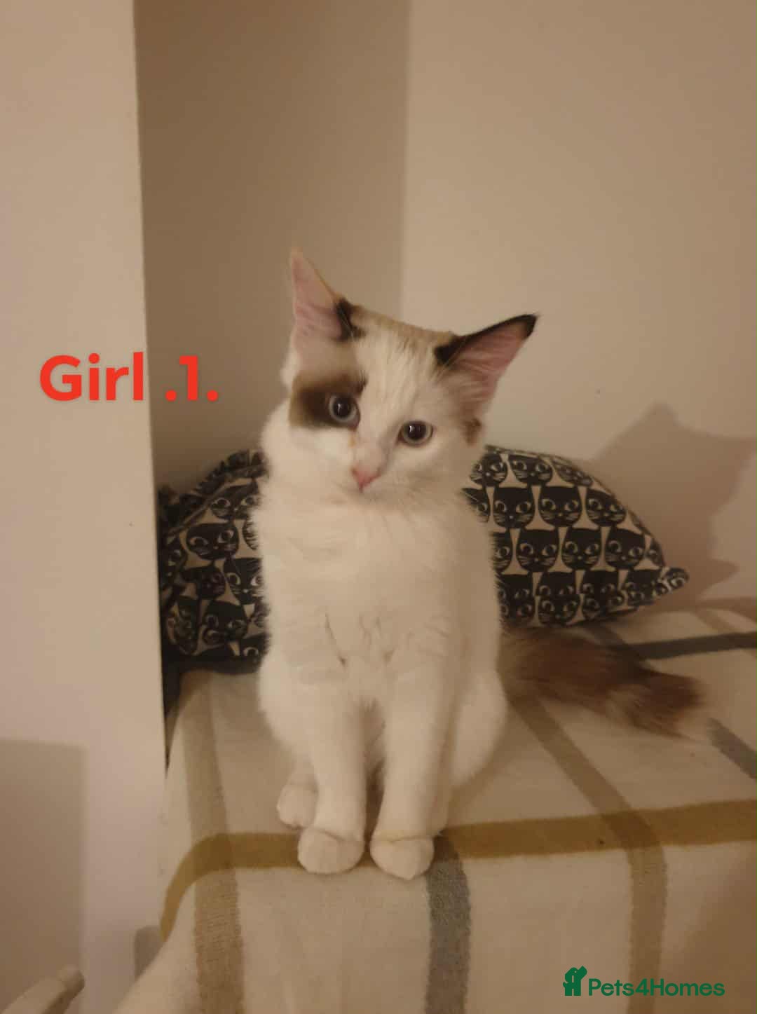 Ragdoll cats for sale: Ragdoll kittens  - Image 4