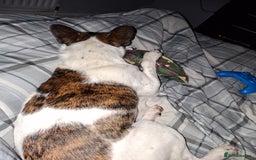 Jug dogs for sale: Pug x jack russell  - Image 6
