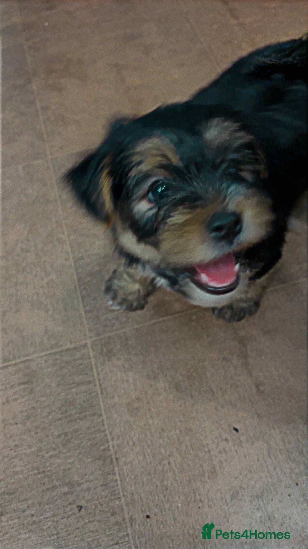 Mixed Breed dogs for sale: Shorkie pup for sale last boy READ DESCRIPTION  - Image 4
