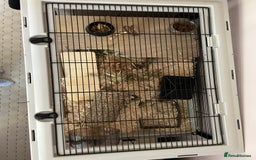 Hamster rodents for sale: Russian Dwarf Hamster  - Image 7