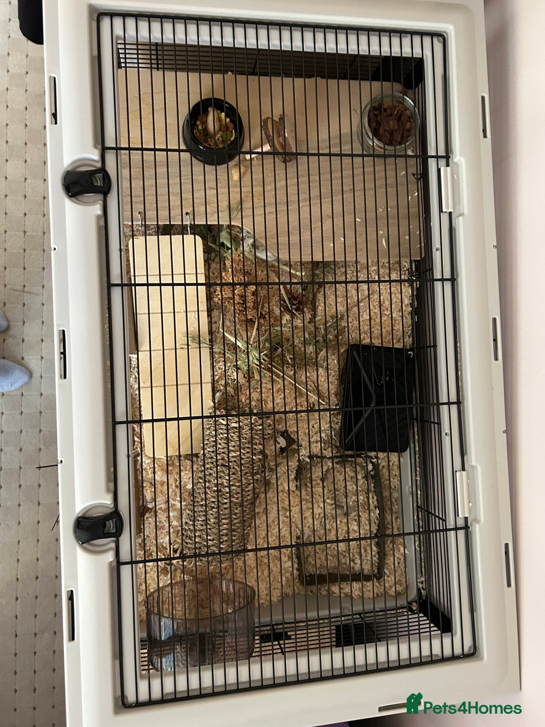 Hamster rodents for sale: Russian Dwarf Hamster  - Image 7