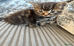 Bengal cats for sale: 5 kittens ready to go soon - Image 5