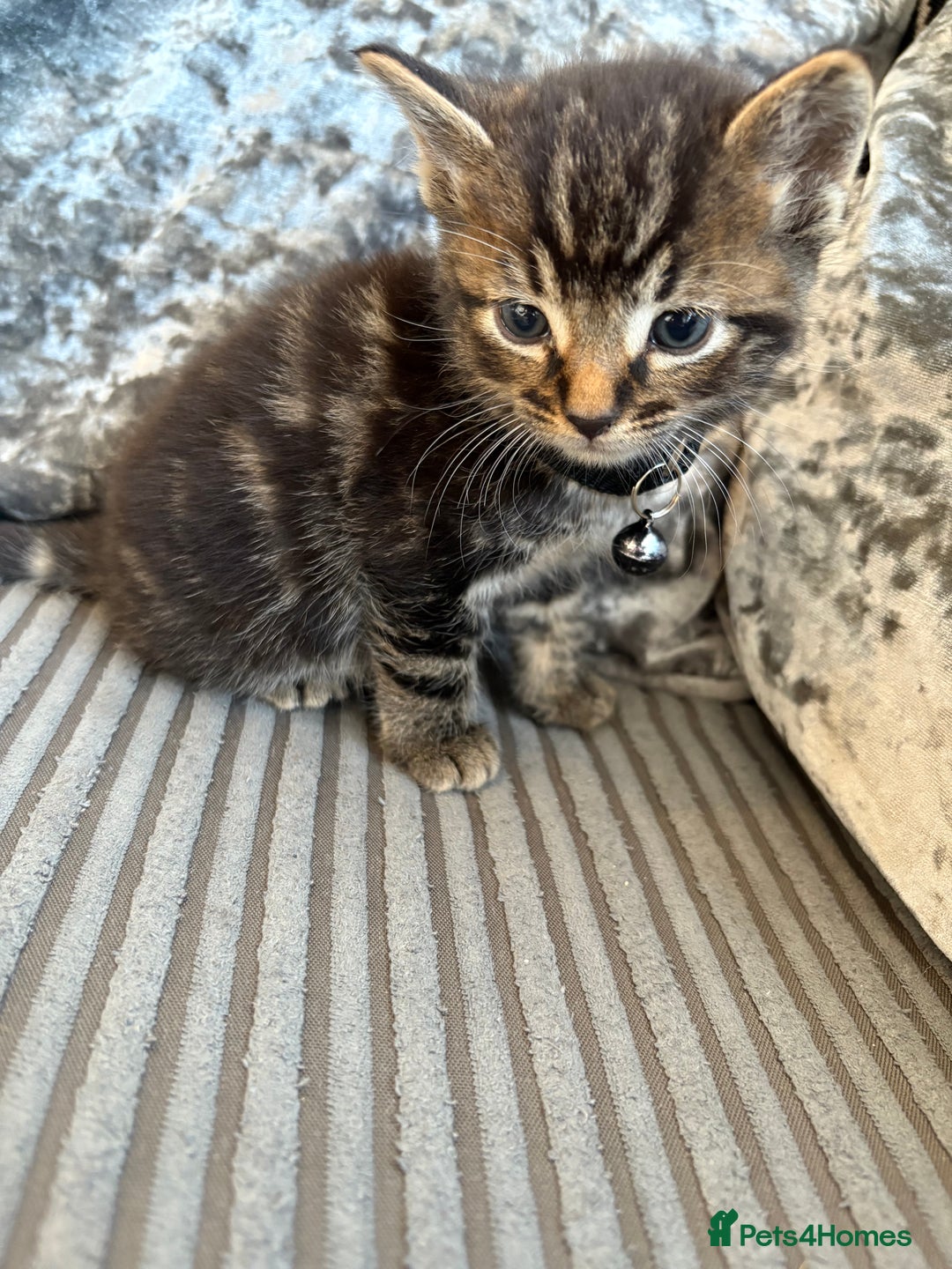 Bengal cats for sale: 5 kittens ready to go soon - Image 5