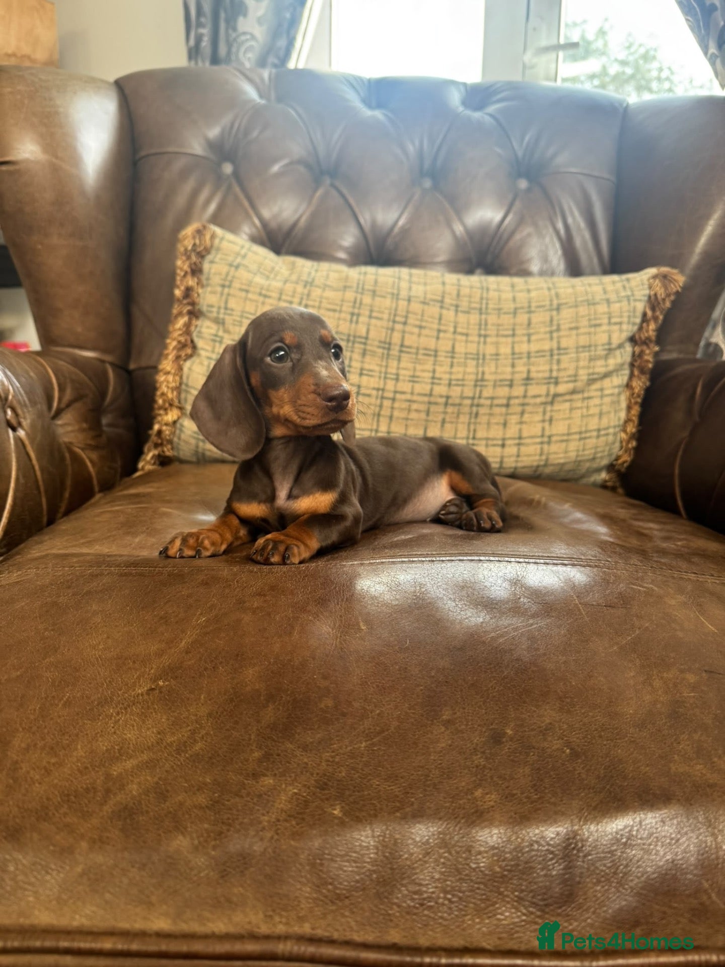 Dachshund dogs Miniature Dachshund Puppies  - Advert 2