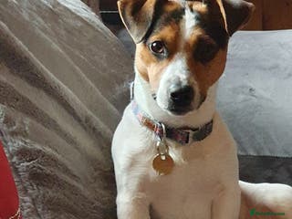 Jack Russell dogs Proven Short leg mini Jack Russell for stud in Gloucester - Advert 6