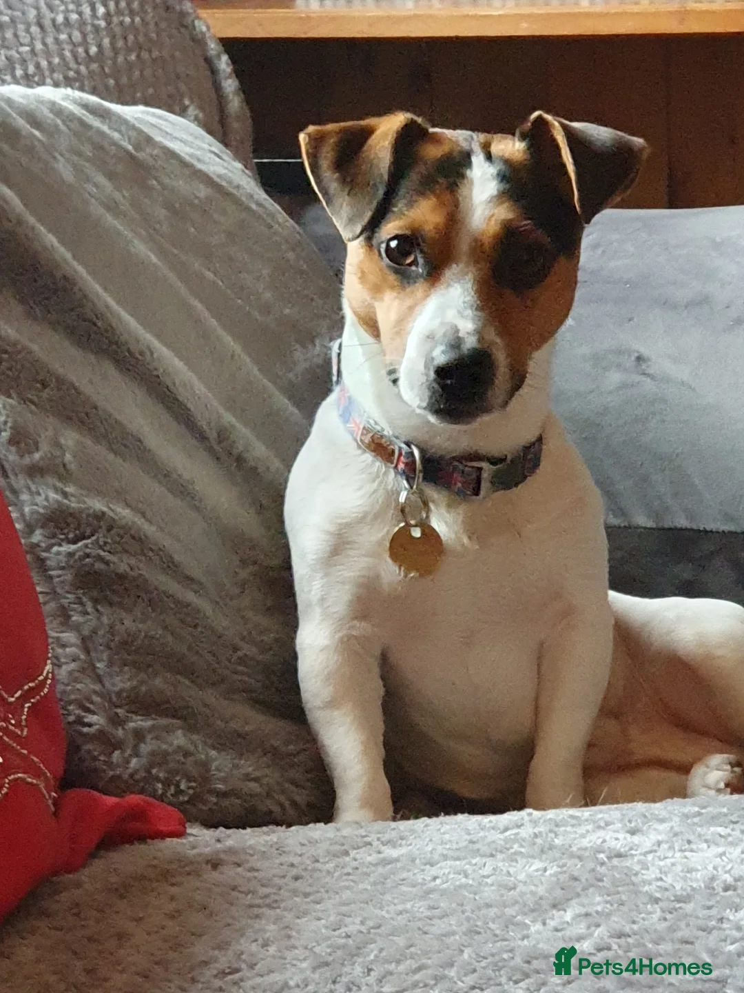 Jack Russell dogs for stud: Proven Short leg mini Jack Russell for stud in Gloucester - Advert 1