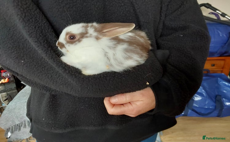 Mixed Breed rabbits - Advert 12