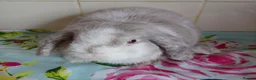 Mini Lop rabbits for sale: Pedigree Mini Lops in Tamworth - Advert 8
