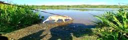Mixed Breed dogs for adoption: Ivy - Norwich Norfolk  in Norwich - Advert 15