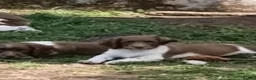 Mixed Breed dogs for sale: Sprocker puppies in Sale - Advert 5