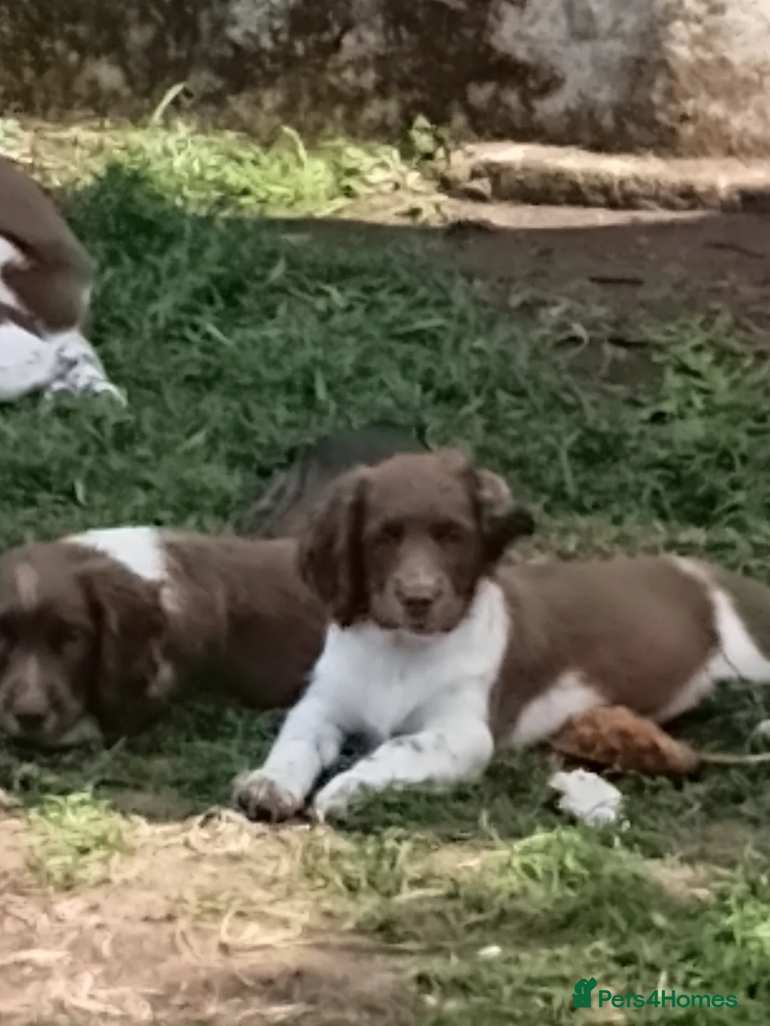 Mixed Breed dogs for sale: Sprocker puppies in Sale - Advert 5