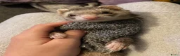 Ferret rodents for sale: (STILL AVALIABLE) Two hobs for rehoming. - Advert 7