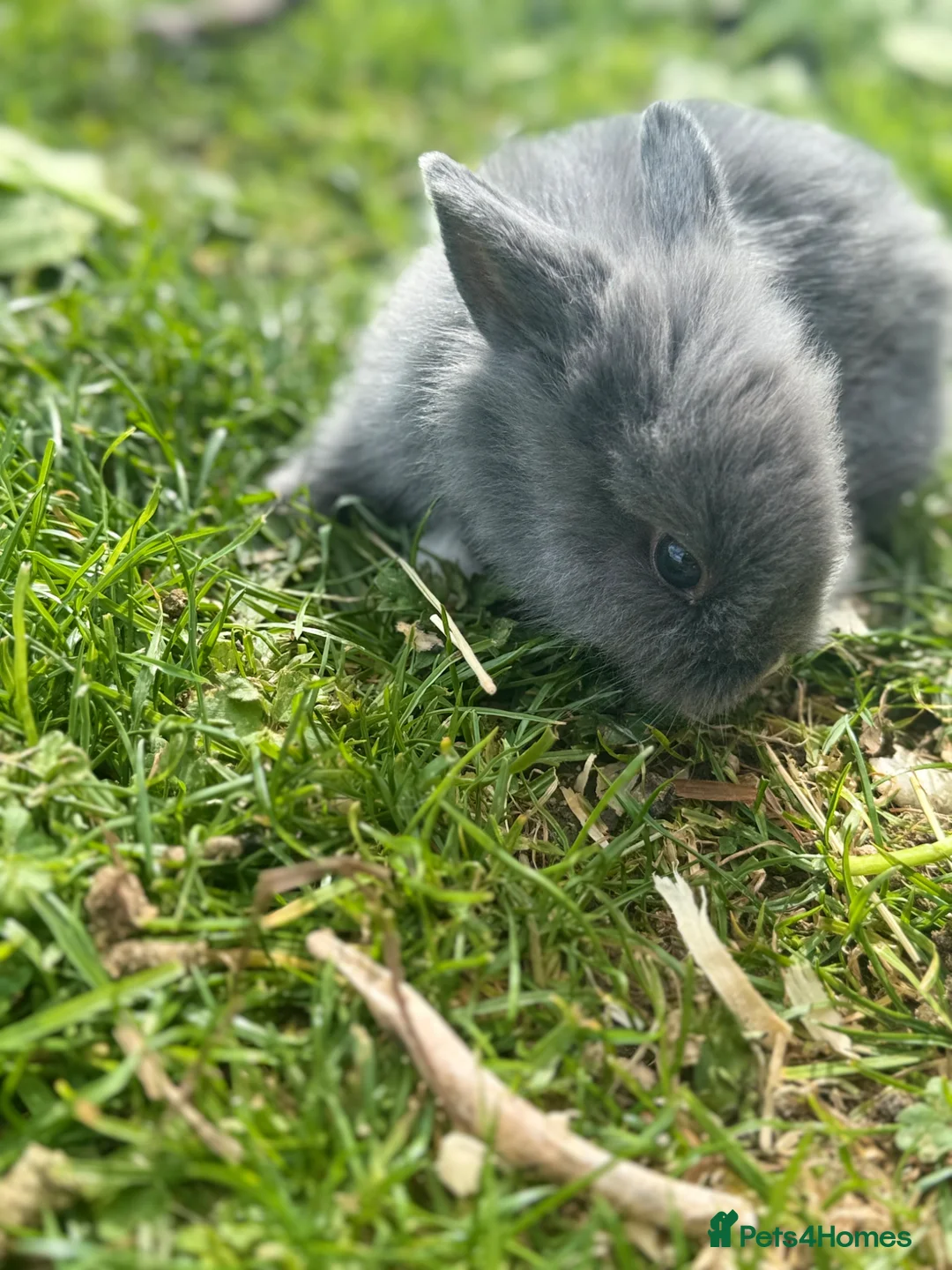 Mixed Breed rabbits for sale: Rabbits for sale  - Advert 1